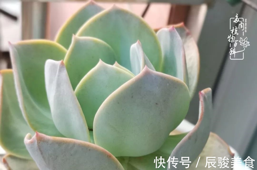 蓝苹果|经历一个夏天的摧残,方知皮实好养的多肉才是真爱!