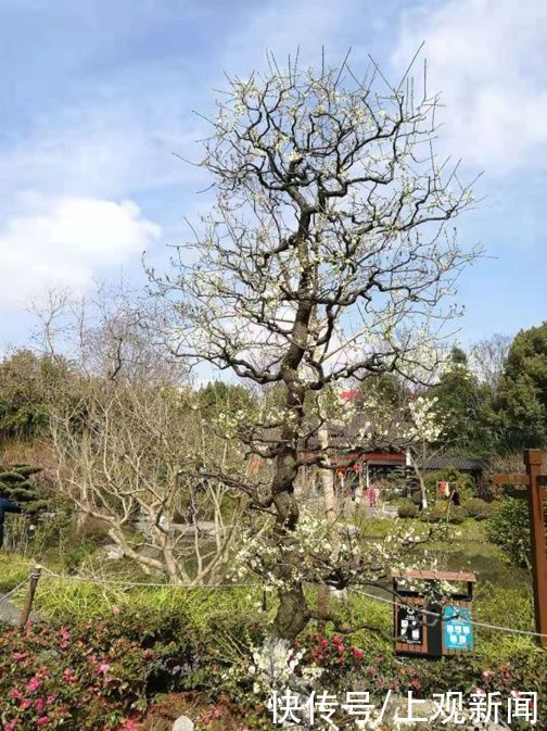 错过|快来一起赏“梅”景！去年没约成，今年别错过啦