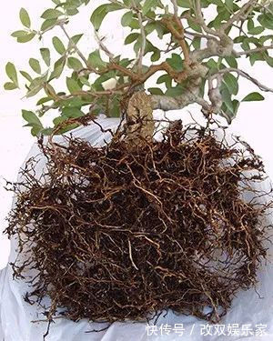 养几年的盆景植物在早春的时候没有移栽，那真是亏大了
