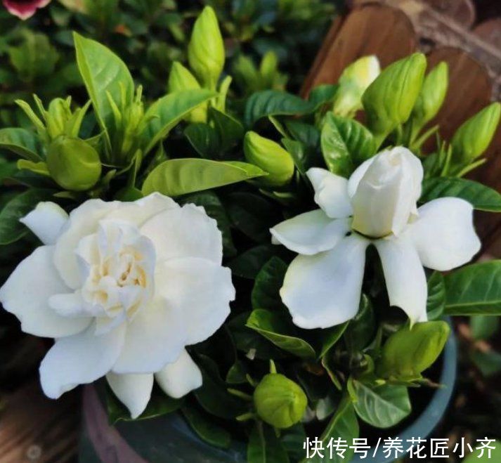 别人的栀子花叶绿新芽多，自己总是养不好，原来是这些事情没做好