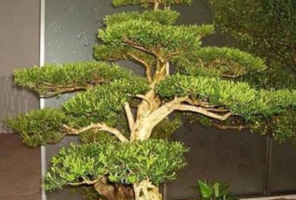 佛手|这4种花,养在家旺财又“镇宅”,比绿萝、发财树还要强100倍