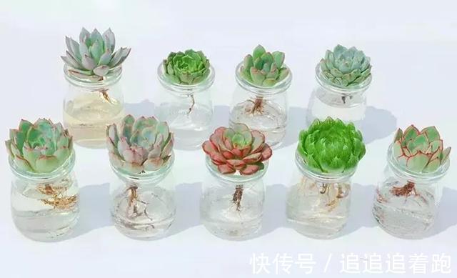 老干妈瓶养多肉，不用土只用水，叶子疯狂吸水3天变胖！