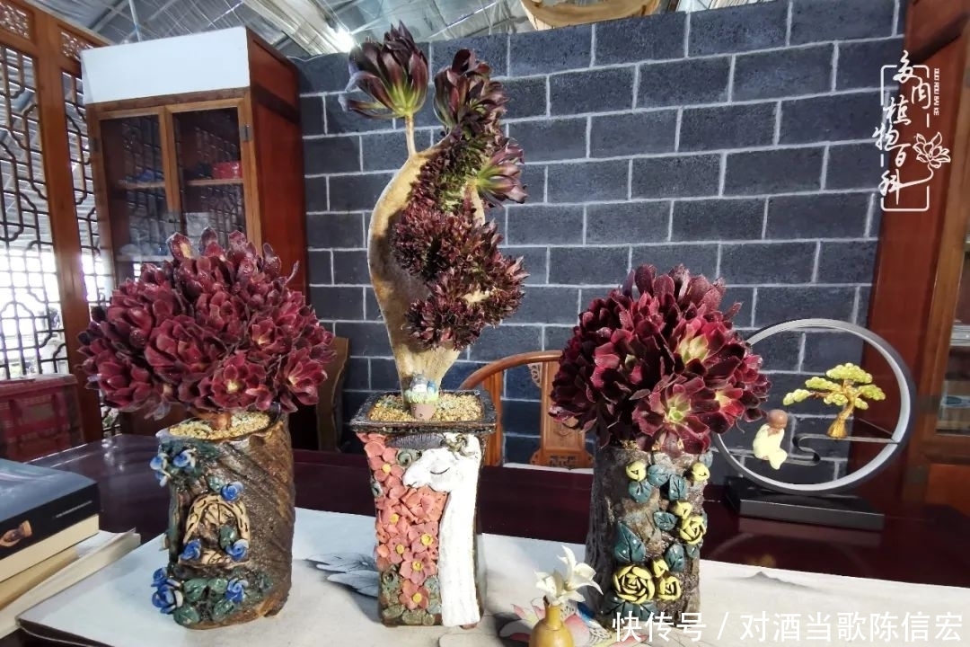 多肉桃花源:别人笑我太疯癫,我笑他人看不穿!