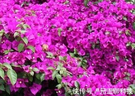 家养三角梅学会这3招,枝头长满小红花,繁花似锦美极了!