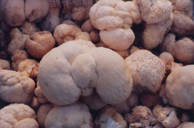 生物蛋白锌|14岁男孩停止发育,儿科:长也是1.6米左右,家长为无知买单