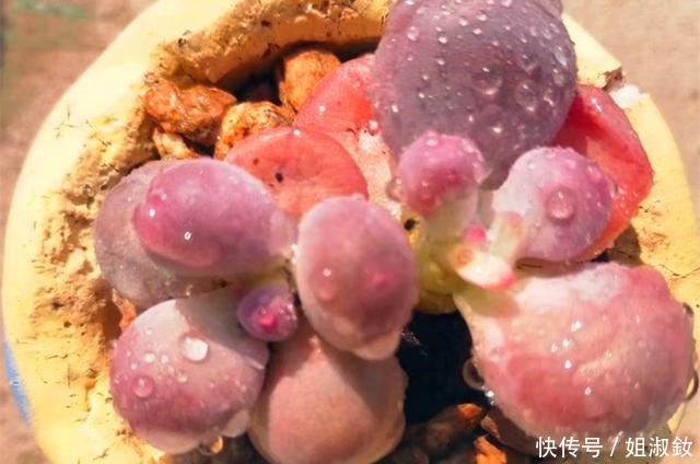 它们不是桃蛋,只是和桃蛋很像,有的香气十足,有的和汤圆一样圆