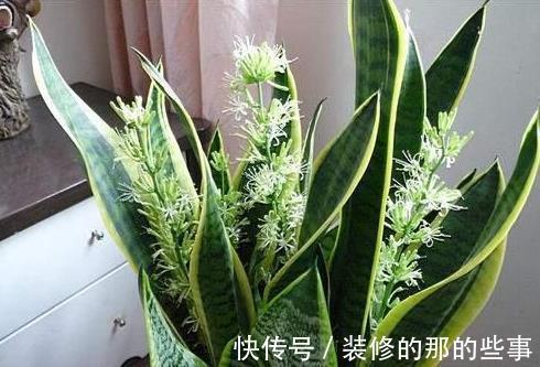 侧芽|比人高的“虎皮兰”，到底什么原因，让它这样疯长