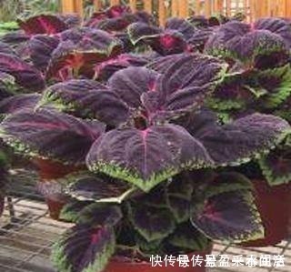 叶片|家里养盆这个花,全身上下带“香气”,能吃能泡茶,驱虫小清新!