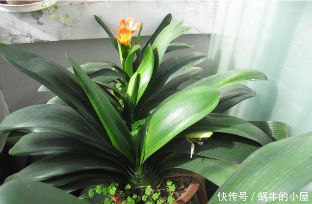 养君子兰,这两样东西放盆里,开花一年比一年多,侧芽长爆盆