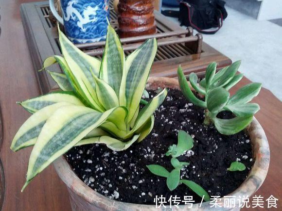 养花|2种“料”埋在虎皮兰盆里,20天冒出小芽,叶片“坚挺”,爆盆