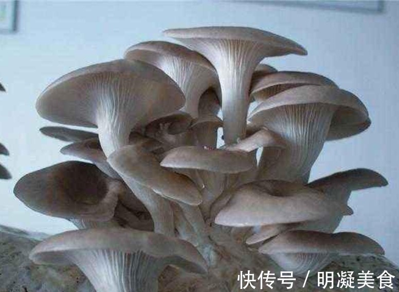 菌包|养花不如种“蘑菇”,好养又漂亮,两天采摘一次,一次能收20斤!