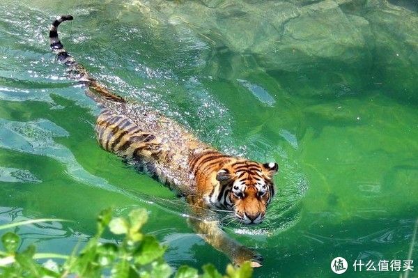 手臂|蛙泳、自由泳不是最好选择？露头游才是最高境界，不同仰泳姿势教程