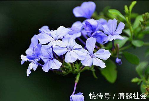 长寿花|4种花号称是开花王,美成了花园,漂亮好养,开花多