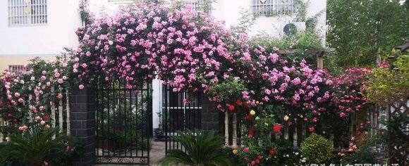 哪些花适合做 花拱门 首选蔷薇 后选木香 做拱门最合适 粉紫色 哪些花适合做 花拱门 首选蔷薇 后选木香 做拱门最合适 粉紫色