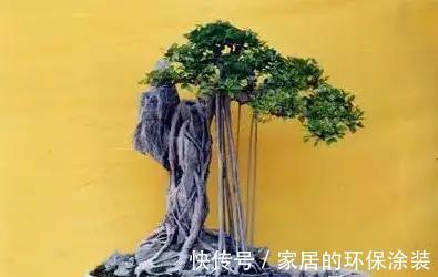 漂亮|漂亮的附石盆景,令人爱不忍释