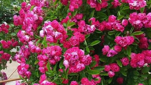 分享可以在阳台栽培的十一种藤本月季，随便一种都能让你满意