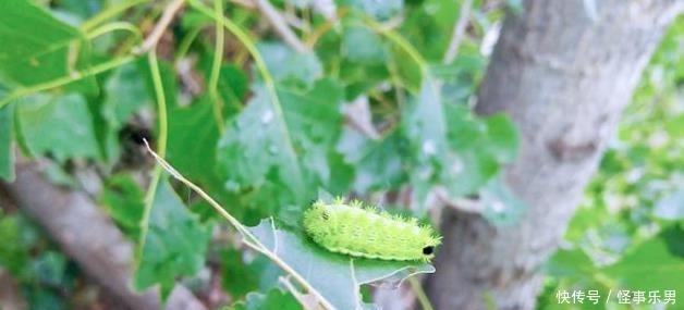 被“洋辣子”蜇了怎么办?老农:别着急,解药就在它身上