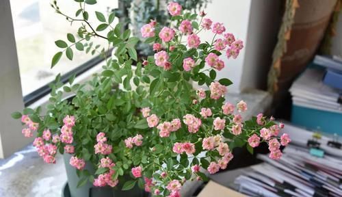  花型|花型最小的月季，一开就是上千朵，抗病性强，香味清新，养护简单