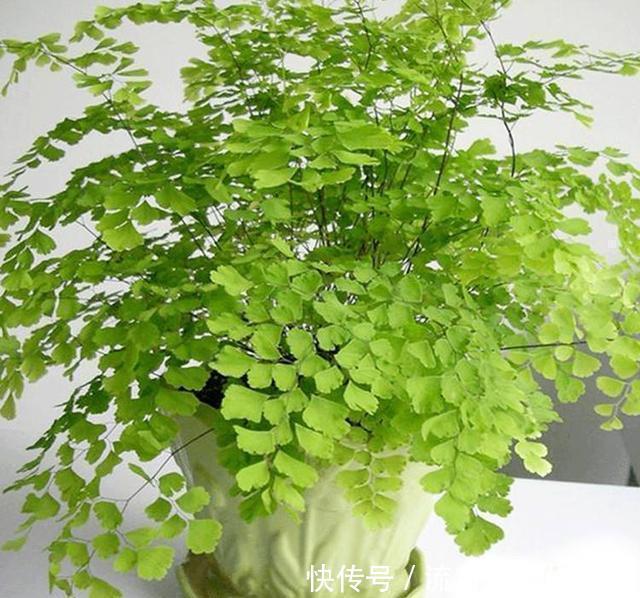 卧室|养花要会挑选，3种花养人，卧室养1盆，不失眠、睡得香