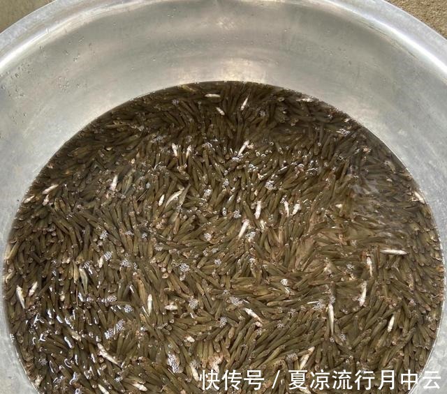 江西一水库麦穗鱼成灾,当地老乡一天能搞上千条,杀鱼杀到崩溃!