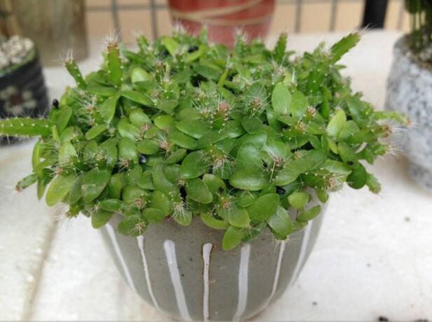 龙眼|4种“果核”不要扔,埋土里,5天之后“惊喜”不断,观叶又收果!