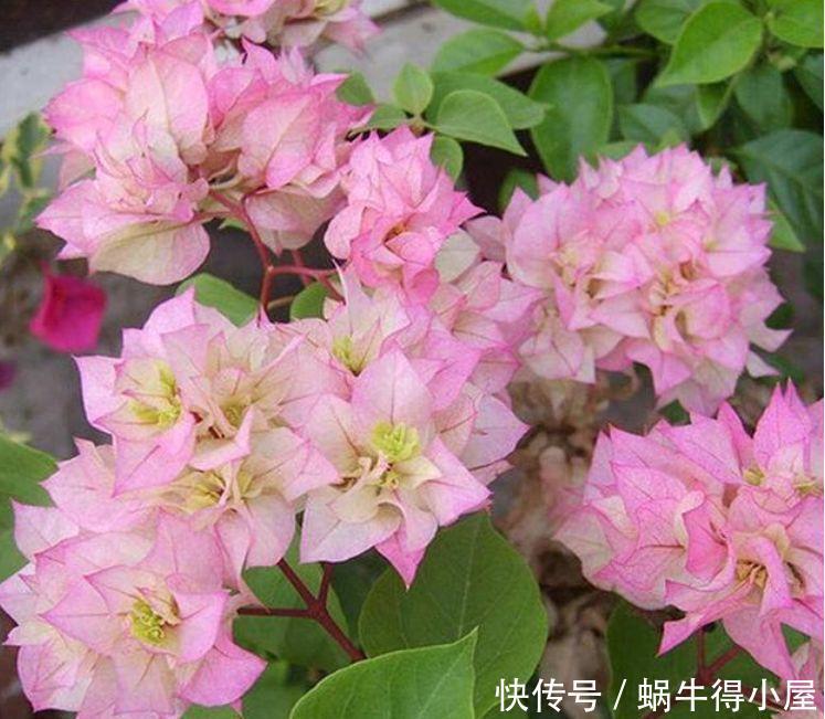 4种花对待懒人超友好的,一个月不浇水都没事,颜值超高的