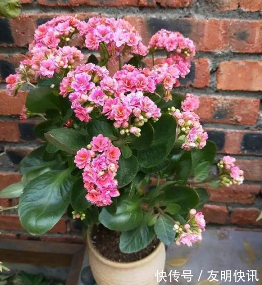 养分|盆栽养殖长寿花，花谢就修剪、施肥，等一个月又能催花了