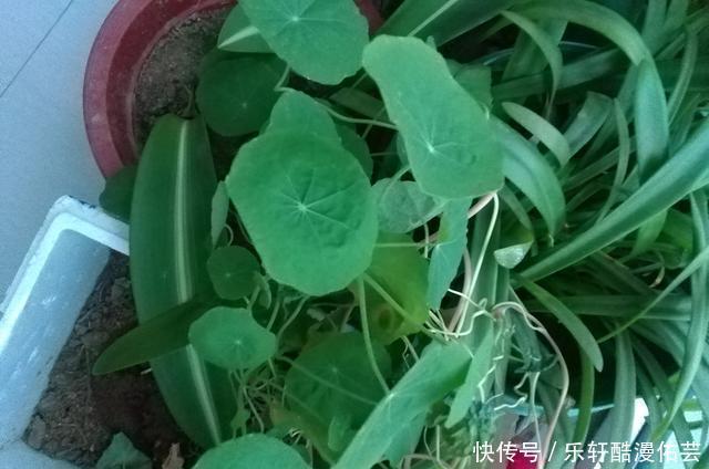 金丝荷叶花。不开花,看叶子也挺好看的