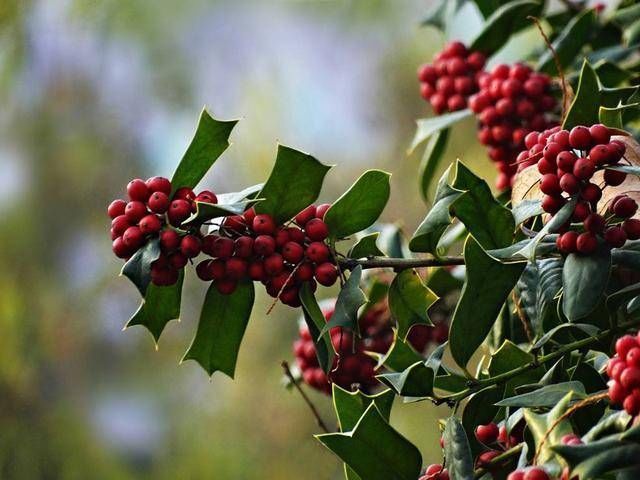 寓意|这树为“圣诞”而生,有着红果子和翠绿叶片,寓意红火大家都喜欢