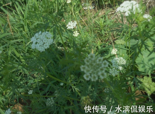 果实|农村的常见野草,结果一次便成千上万,既可入药还能提炼精油