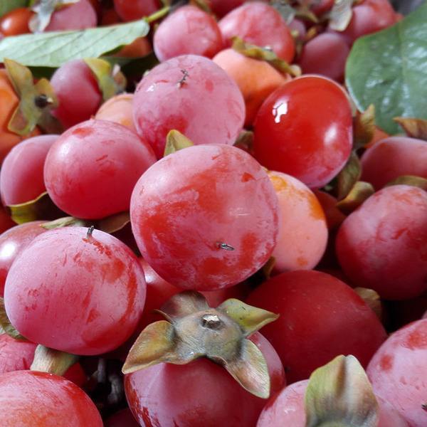 柿子|女性最好的零食,多吃补血活血,保持健康好气色