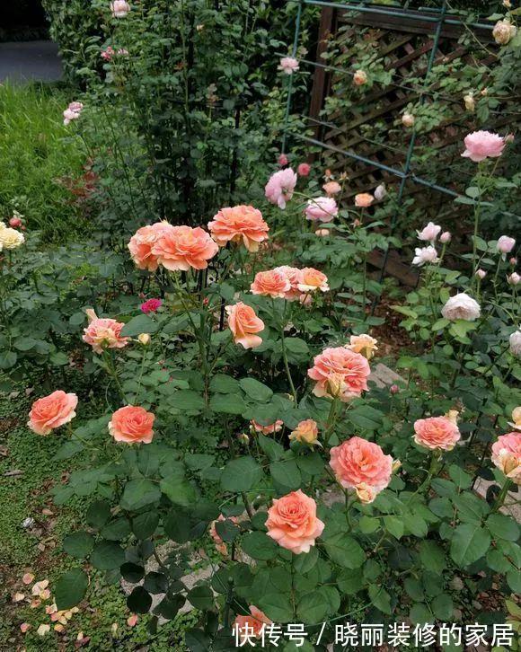 一根枝条上可以开出20几朵花,这款月季无论是盆栽地栽都能开爆