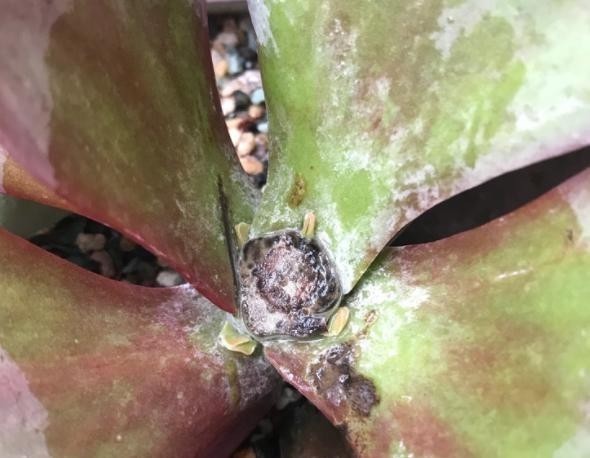 伤口|不管唐印多肉怎么丑,砍一刀,也能爆出一圈侧芽,且颜色红红火火