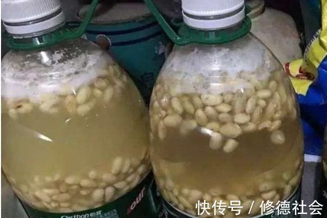 黄豆、豆渣养花有“技巧”，这样处理一下，效果比花肥强，很实用