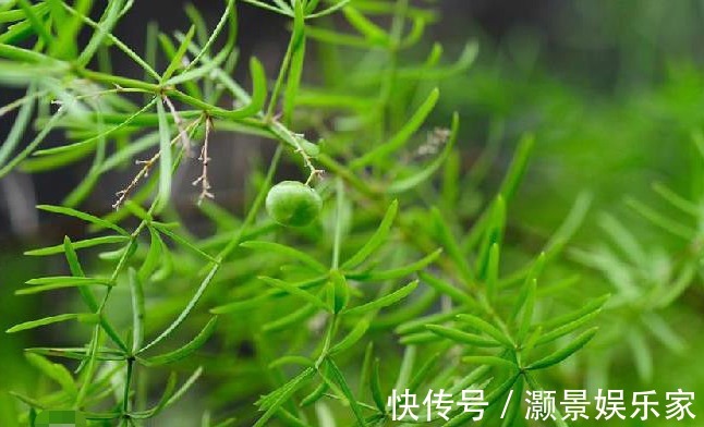 阴虚|农村常见的一类野草,治疗阴虚发热有奇效,老中医强烈推荐