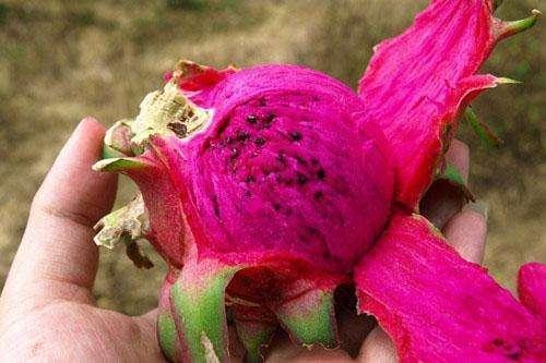 常吃红心火龙果好处多,但营养师提醒1类人一口都别多吃