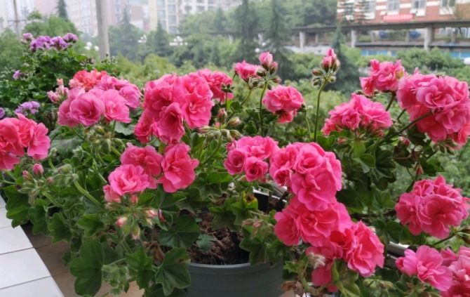 阳台上|阳台养天竺葵有技巧,掌握住3点,盆栽事半功倍