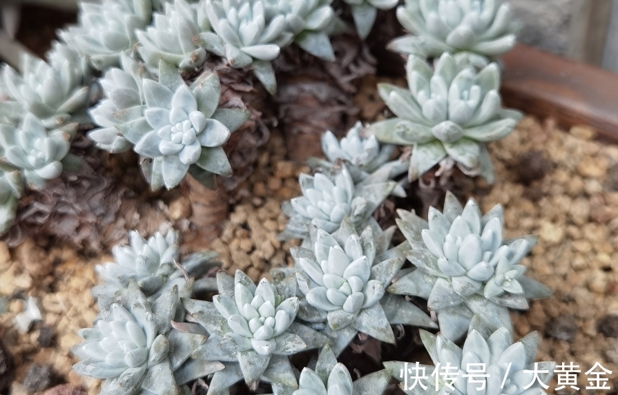 群生|网购的群生多肉散开了怎么办?不用着急,我们可以这样来解决问题