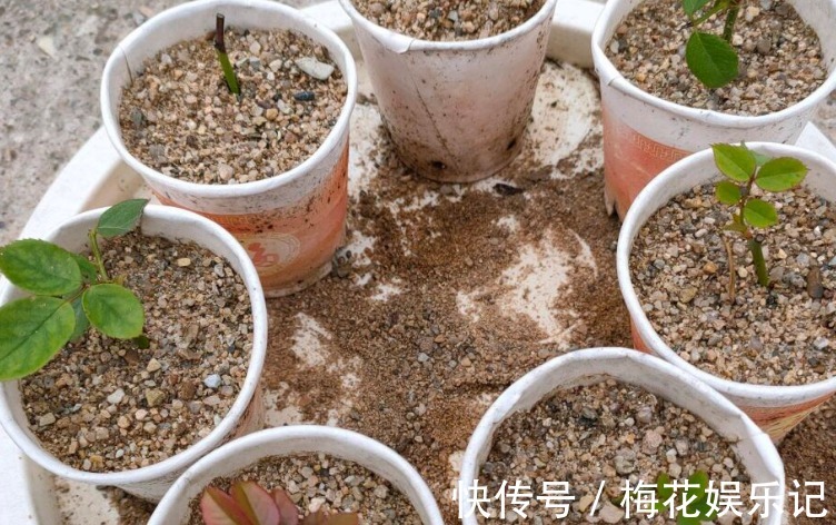 妙用|为什么说河沙养花厉害？因为有3大妙用！