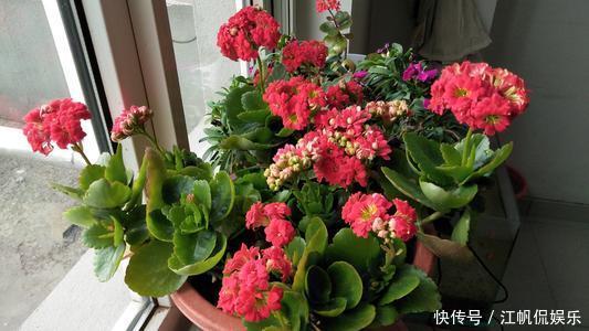 冬天开花的5种盆栽花，好养又好看，适合新手，值得拥有！