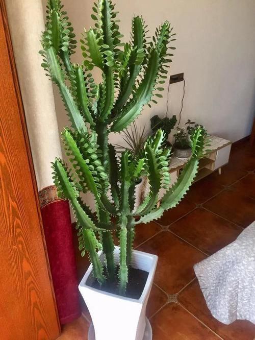 “龙骨”就要这样养,呼呼往上窜,长满“龙鳞”镇家宅