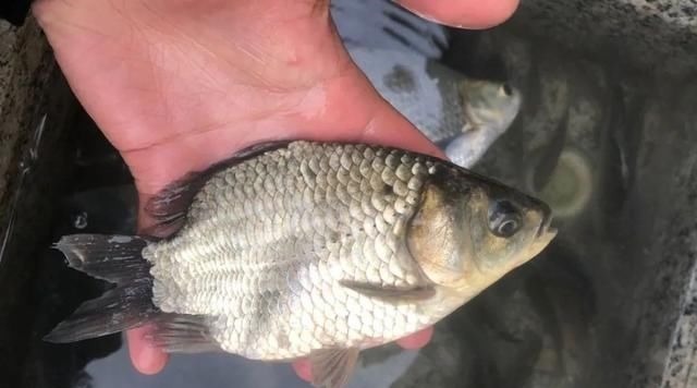 专家一天钓上千斤鱼很正常;钓鱼人你钓给我看看