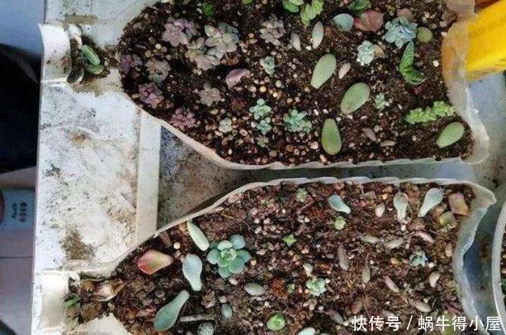 多肉植物|天热养多肉,学会“复制粘贴”,一片叶子一株苗,越来越多