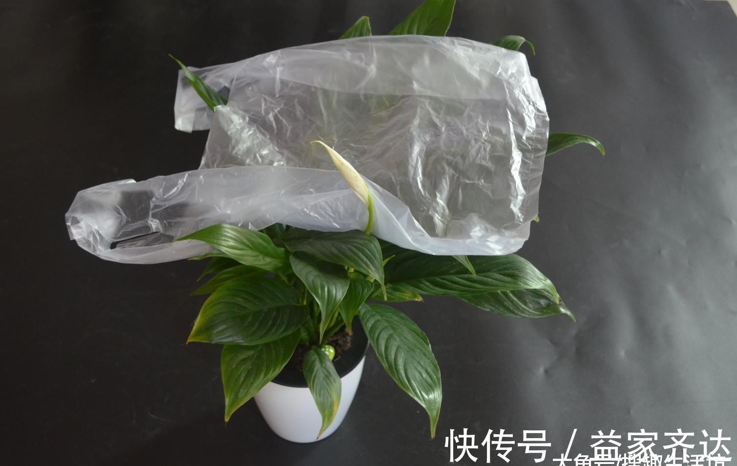 花草|花盆上放一个塑料袋, 没想到还有这个妙用, 看完这招你会感谢我的