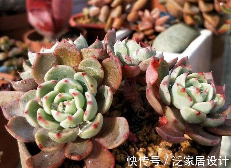 养殖|多肉盆栽长得慢?错了,套袋子一闷,茎叶疯长又透亮水灵