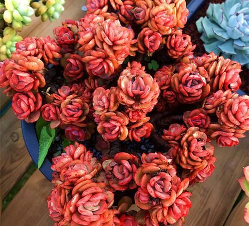 值得拥有的4种红色多肉,好养护上色快,叶子鲜红似火烧!