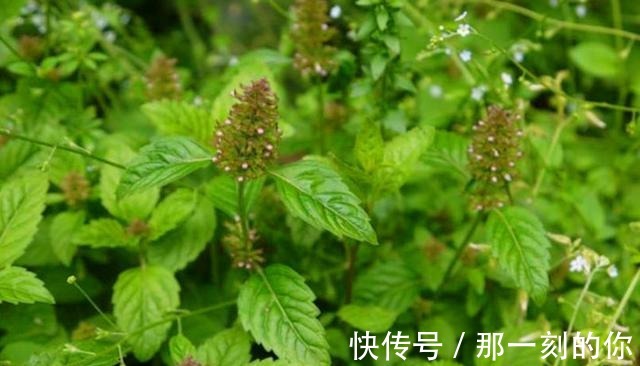 油性皮肤|农村这种野草随处可见，以前被红军挖来充饥，可为油性皮肤做护理！