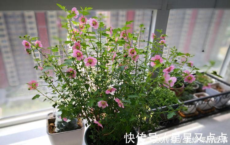 超美|养花就养4种花,家里养一盆,一开就美爆,养1盆超美!