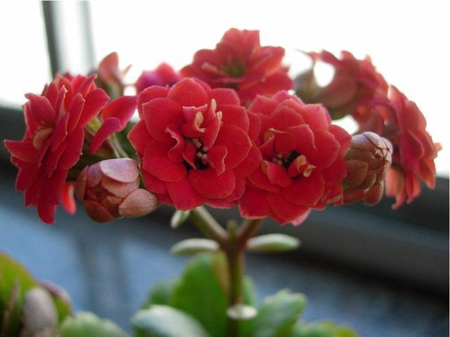 养花就养此3种,花朵硕大颜色鲜艳,好养易活爆盆容易,人见人爱