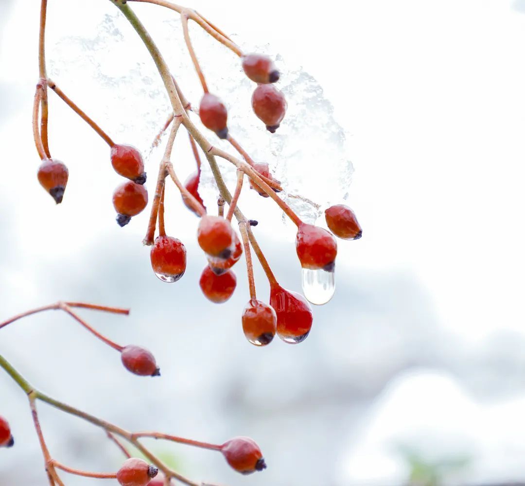 瑞雪迎春到|视觉齐鲁 |瑞雪迎春到\＂,\＂i1\＂:\＂视觉齐鲁